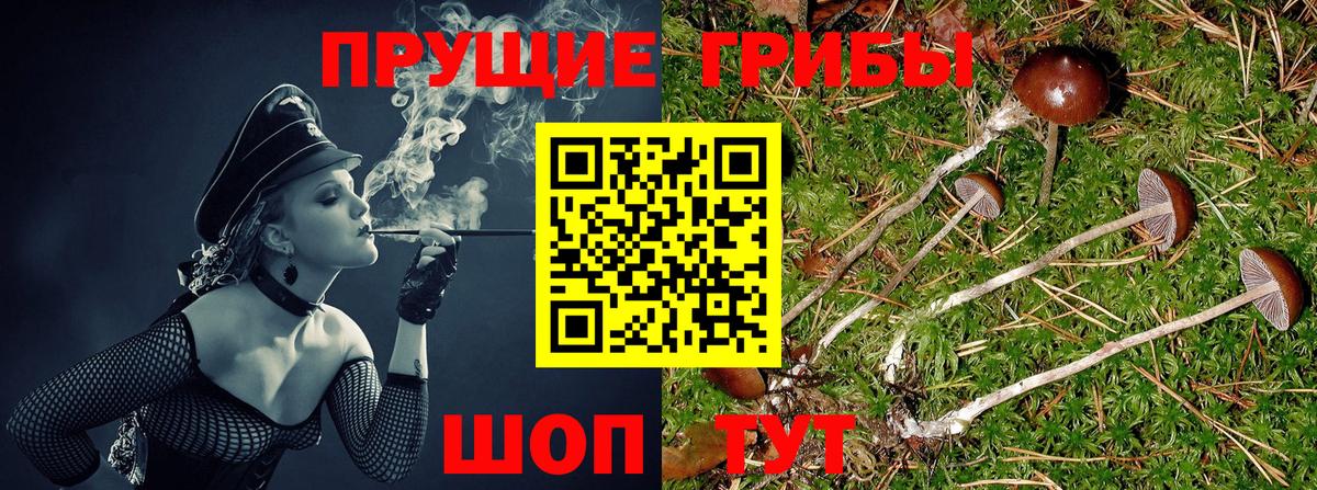 Галлюциногенные грибы Psilocybe Арсеньев